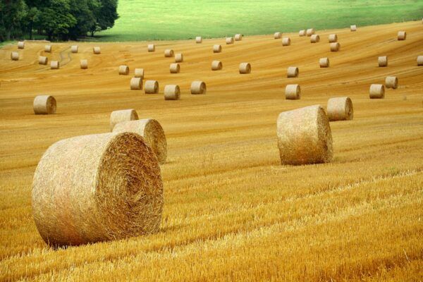 Benefits of drones for crop monitoring, planting and pest control.